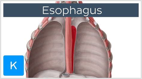 Esophagus Definition, Function and Structure   Human ...