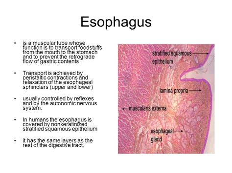 Esophagus Function – applecool.info