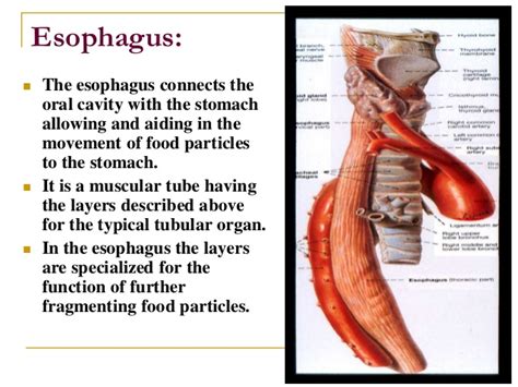Esophagus Function – defenderauto.info
