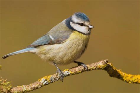 España gana 56 nuevas especies de aves en siete años ...