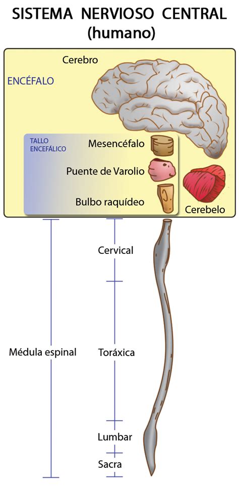 ESPECIALIDAD DE ENFERMERIA: Sitema nervioso