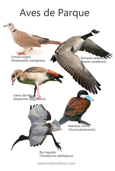 Especies de aves catalogadas como invasoras en España ...
