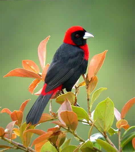 Especies de aves de Costa Rica