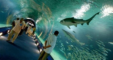 Especies de tiburones en Oceanografic Valencia