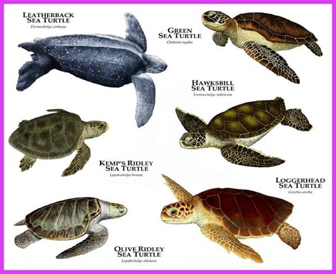 Especies de tortugas más comunes en el Mar Rojo | CookieDiver