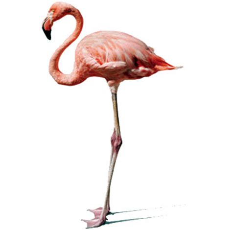 Especies en peligro de extinción: Flamenco rosado