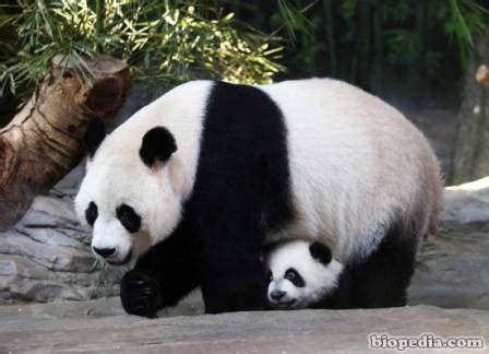Especies en peligro de extinción: panda gigante | BIOPEDIA