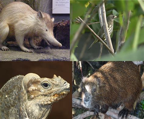 Especies endémicas de la República Dominicana   Animales y ...