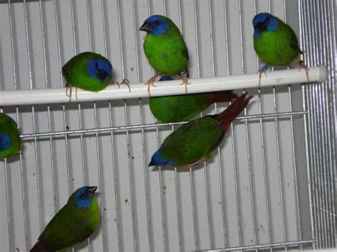 Especies   Página web de aviarioexoticosaustralianos