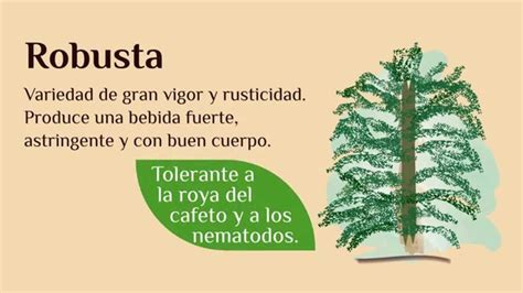 Especies y variedades de la planta del café en México ...