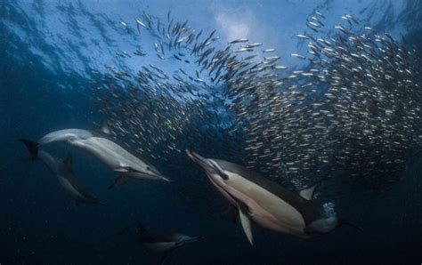 Espectaculares imágenes de animales en el fondo del mar ...