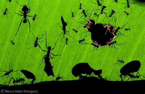 espectaculares imagenes del reino animal en hd :    Taringa!