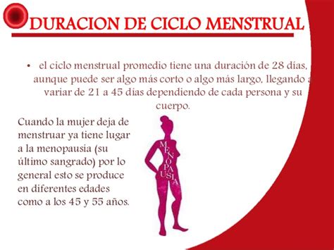 Espermatogenesis y Ciclo menstrual