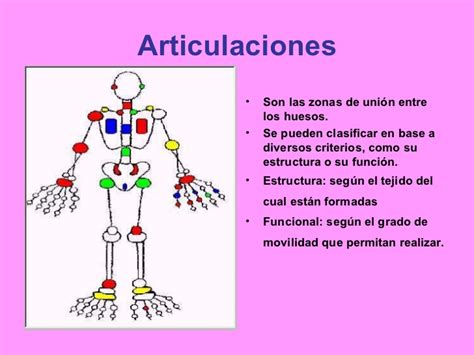 Esqueleto, Articulaciones Y Huesos