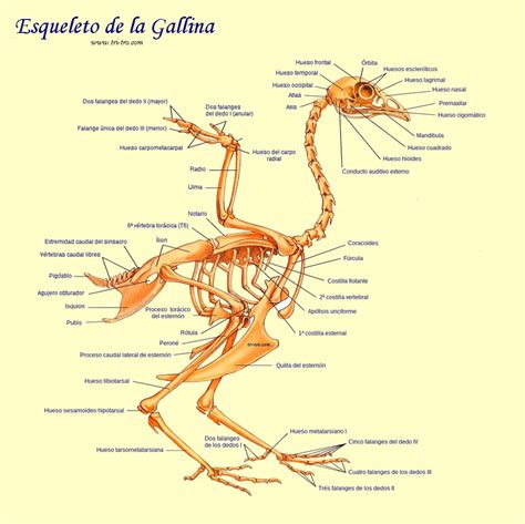 Esqueleto Gallina sus partes Gallina Castellana negra