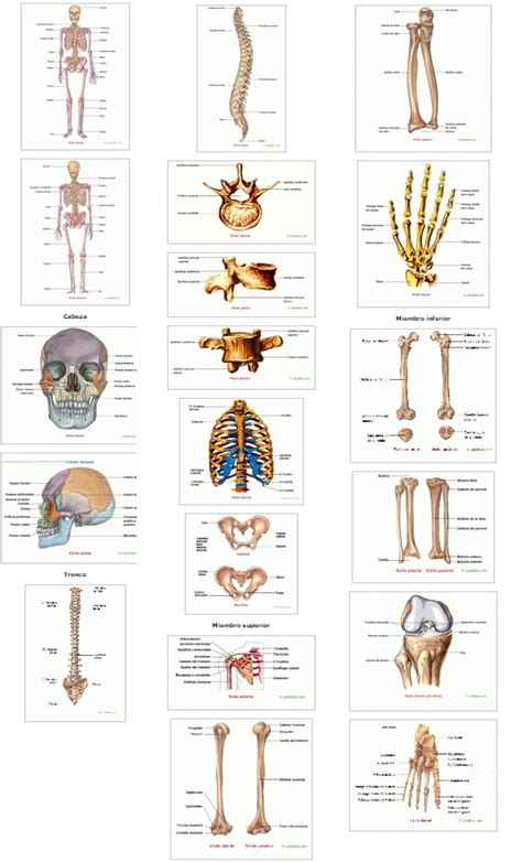 Esqueleto humano, cabeza, tronco y extremidades. Saludalia ...