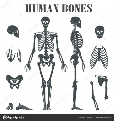 Esqueleto humano con diferentes partes — Vector de stock ...