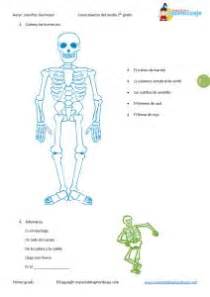 Esqueleto humano con sus partes. | huesos humanos | Pinterest