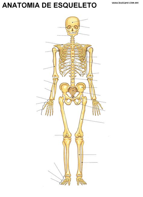 Esqueleto Humano | Cuerpo Humano