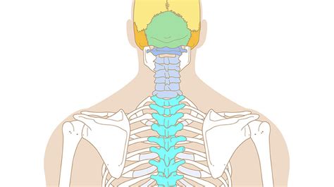 Esqueleto humano de espaldas  Primaria  Juego del cuerpo ...