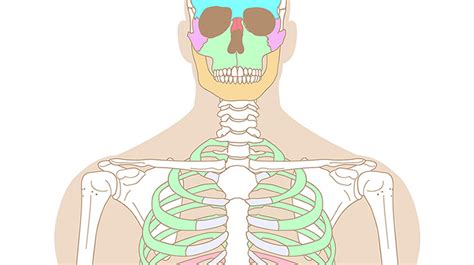 Esqueleto humano de frente  Primaria  Juego del cuerpo ...
