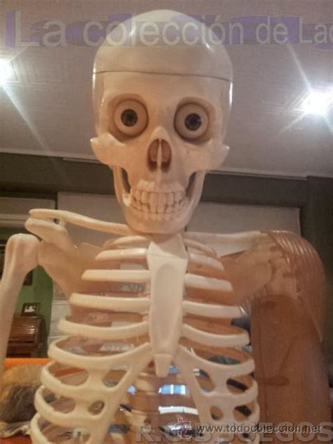 esqueleto humano de plastico para estudio de an   Comprar ...