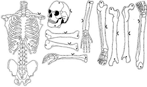 Esqueleto Humano Dibujo Para Imprimir images
