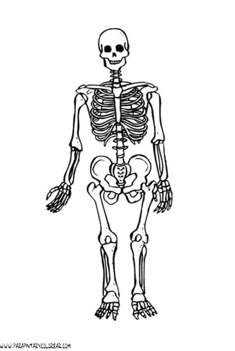 Esqueleto Humano Para Colorear   Opticanovosti #ebc8c1527d71