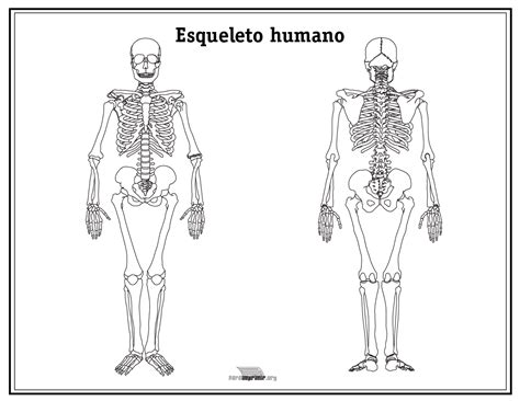 Esqueleto humano para imprimir   Imagui