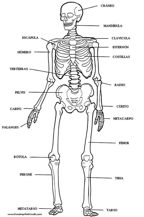Esqueleto Humano para imprimir y colorear. Menciona los ...