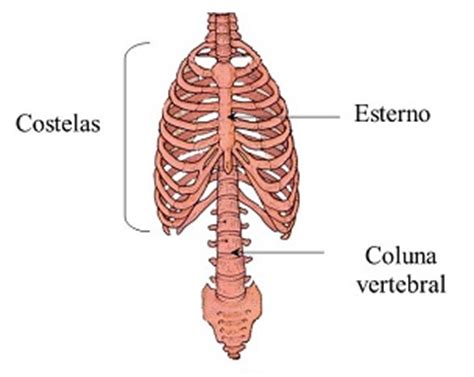 Esqueleto humano   Sistema Esquelético   Ossos do Corpo