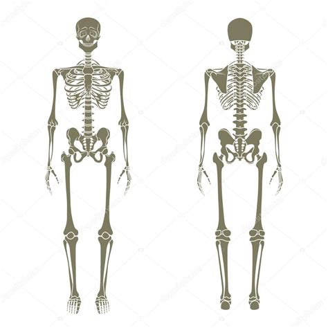 Esqueleto humano. Tablero didáctico de anatomía del ...