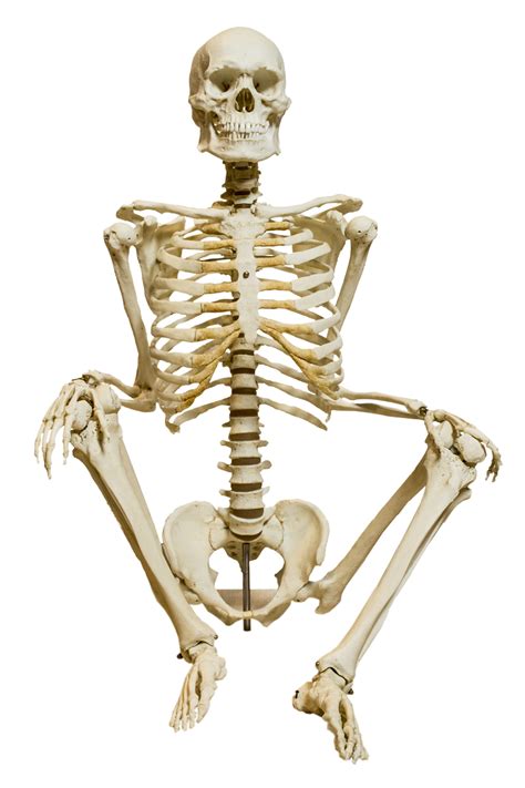 Esqueleto humano   Wikipedia, la enciclopedia libre