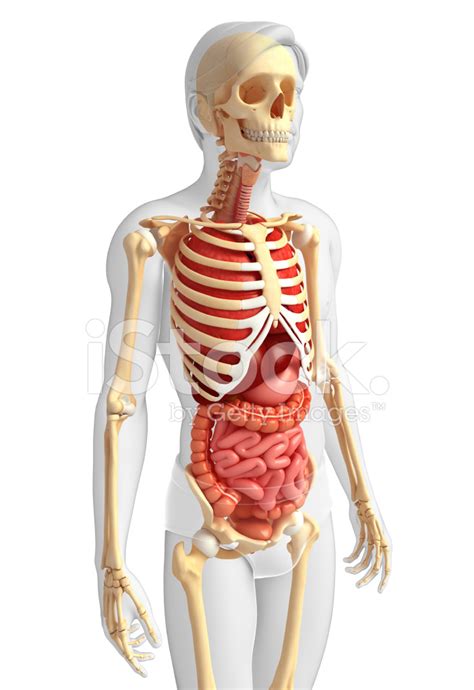Esqueleto Masculino E Sistema Digestivo fotos do acervo ...