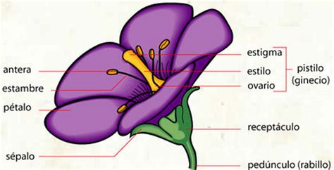 Esquema de una flor tipica con todas sus partes   Imagui