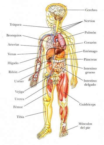 Esquema del cuerpo humano   Web del Peque