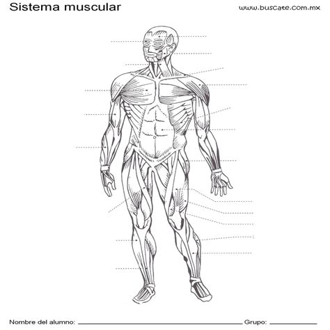 Esquema Del Sistema Muscular Humano Sin Los Nombres De Sus ...