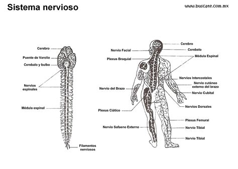 Esquema del sistema nervioso con los nombres de sus partes ...