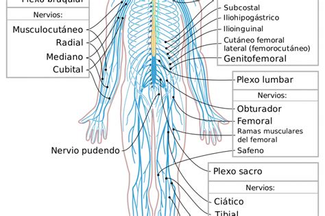 Esquema del Sistema Nervioso humano – Curiosoando