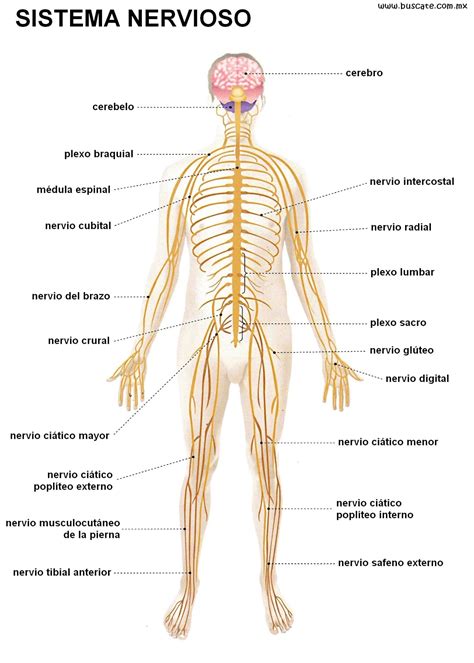 Esquema resumen del sistema nervioso del hombre