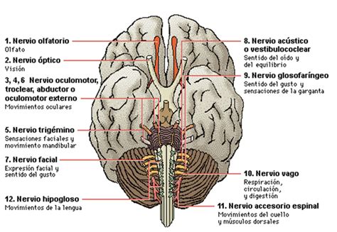 Esquema resumen del sistema nervioso del hombre