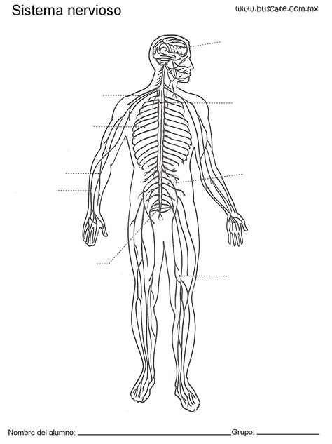 Esquema sistema nervioso sin nombres  Mod 2  | el cuerpo ...