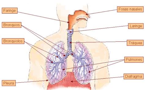 Esquemas del sistema respiratorio   Imagui