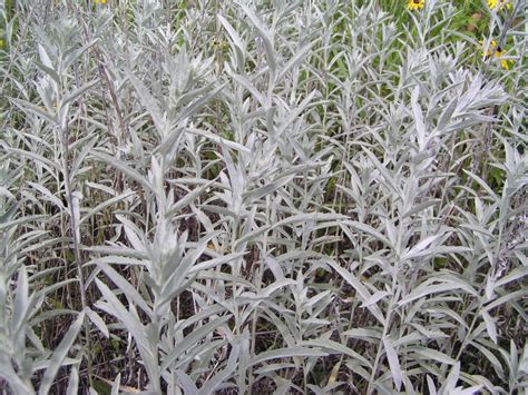 Estafiate: The  All Purpose  Silver Herb