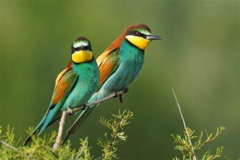 Éstas son las 10 aves más exóticas del mundo   Notas   La ...