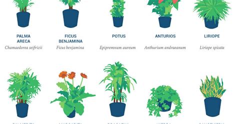 Estas son las mejores plantas purificadoras de aire según ...