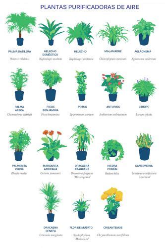 Estas son las mejores plantas purificadoras de aire según ...