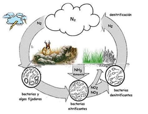 Estepa: Ciclo Biogeoquimico del Nitrogeno