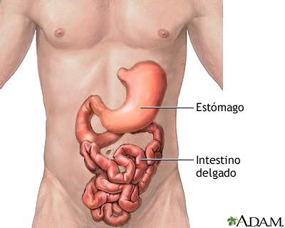Estómago e intestino delgado: MedlinePlus enciclopedia ...