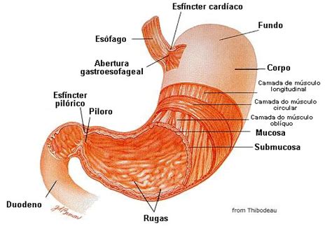 Estômago Humano   Estrutura, Camadas e funções   Anatomia